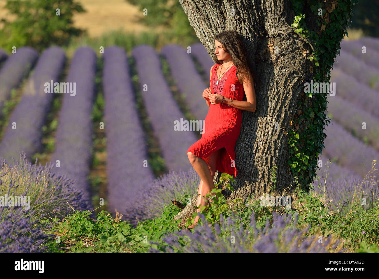 L'Europe du sud de la France Provence Goult femme robe rouge Lavande Fleur  Lavande fleur arbre brunette une parution française thi Photo Stock - Alamy