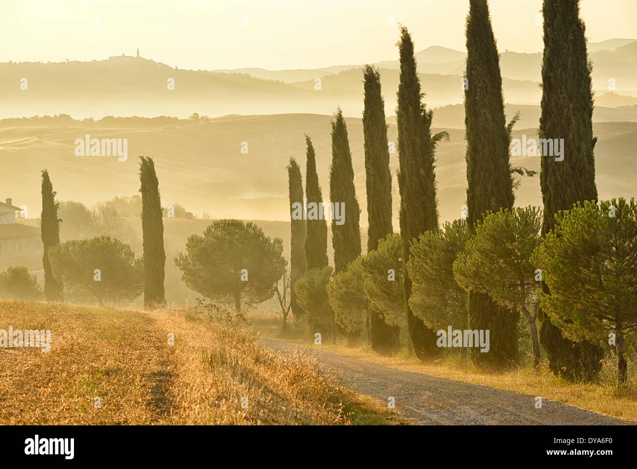 Europe Italie Toscane Sienne Province Morning Mist toscane paysage arbres allée de cyprès, gravier européenne campagne Terres agricoles Banque D'Images