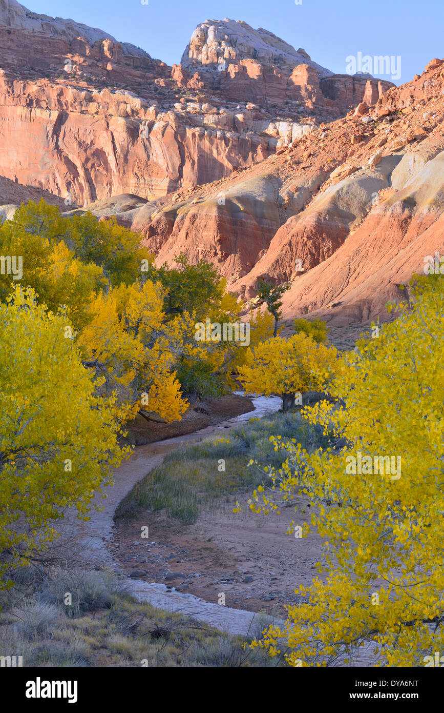 Amérique du Nord l'Utah Colorado Plateau Capitol Reef National Park river cliff automne feuillage automne arbres cottonwood, la nature de l'eau Banque D'Images