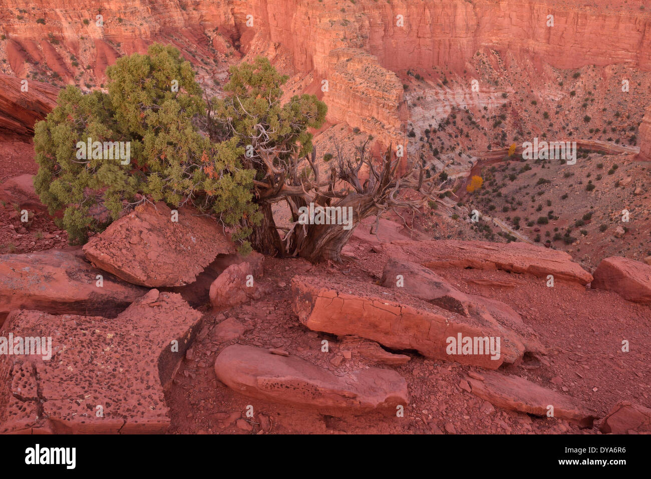 États-unis d'Amérique États-unis Utah Colorado plateau sud du Capitol Reef National Park juniper canyon Goosenecks Fremont river l Banque D'Images