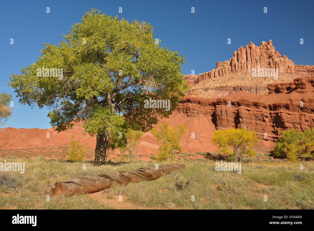 États-unis d'Amérique États-unis Utah Colorado Plateau sud du Capitol Reef National Park Château du paysage de l'érosion de grès non peop Banque D'Images