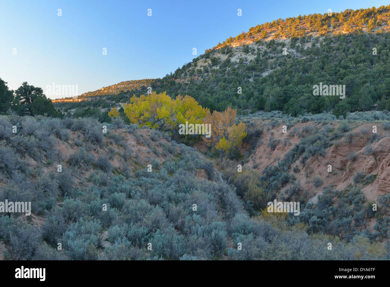 USA, Amérique latine, États-Unis, Utah, du Plateau du Colorado, Boulder, sud, désert, feuillage, sauge, desert, couleurs, nature, paysage Banque D'Images