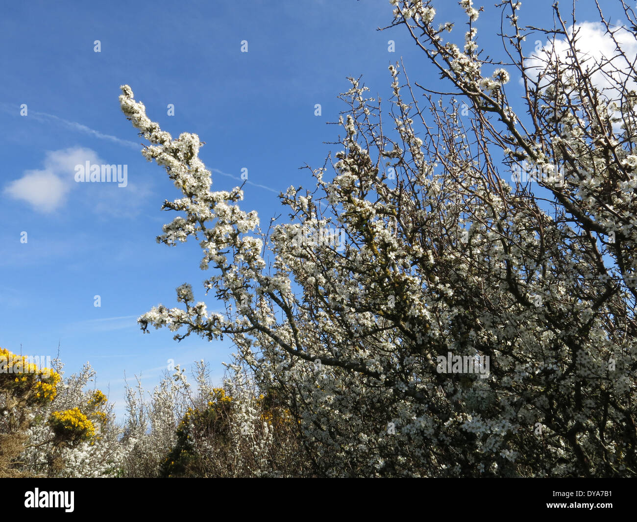 Arbuste prunellier against a blue sky Banque D'Images