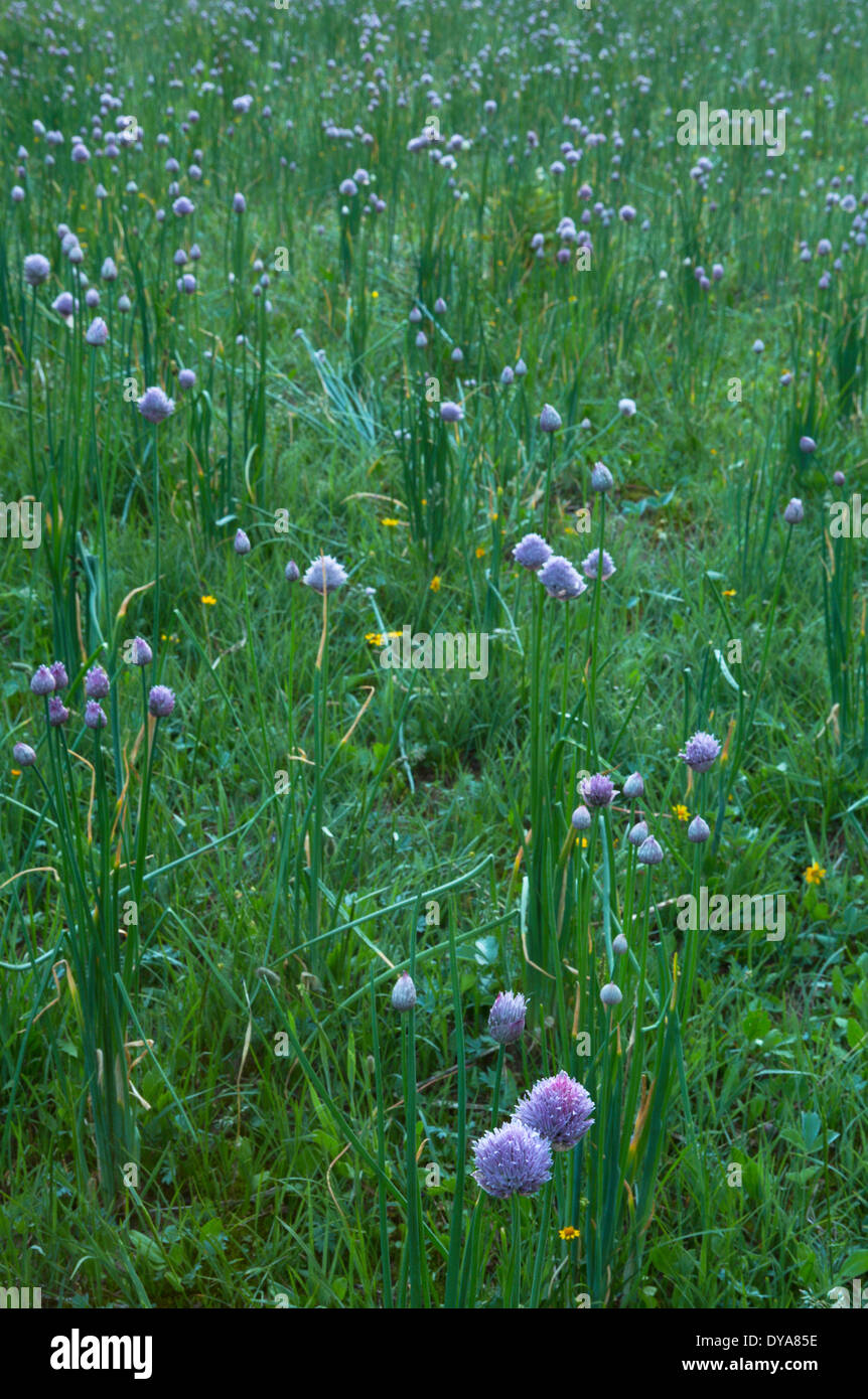 L'Oignon Allium fleurs sauvages fleurs sauvages fleurs sauvages Bob Marshall Wilderness Wilderness meadow MT Montana USA Nord Unit Banque D'Images