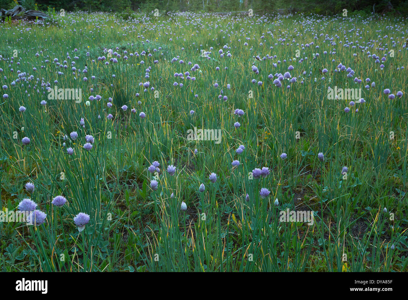 L'Oignon Allium fleurs sauvages fleurs sauvages fleurs sauvages Bob Marshall Wilderness Wilderness meadow MT Montana USA Nord Unit Banque D'Images