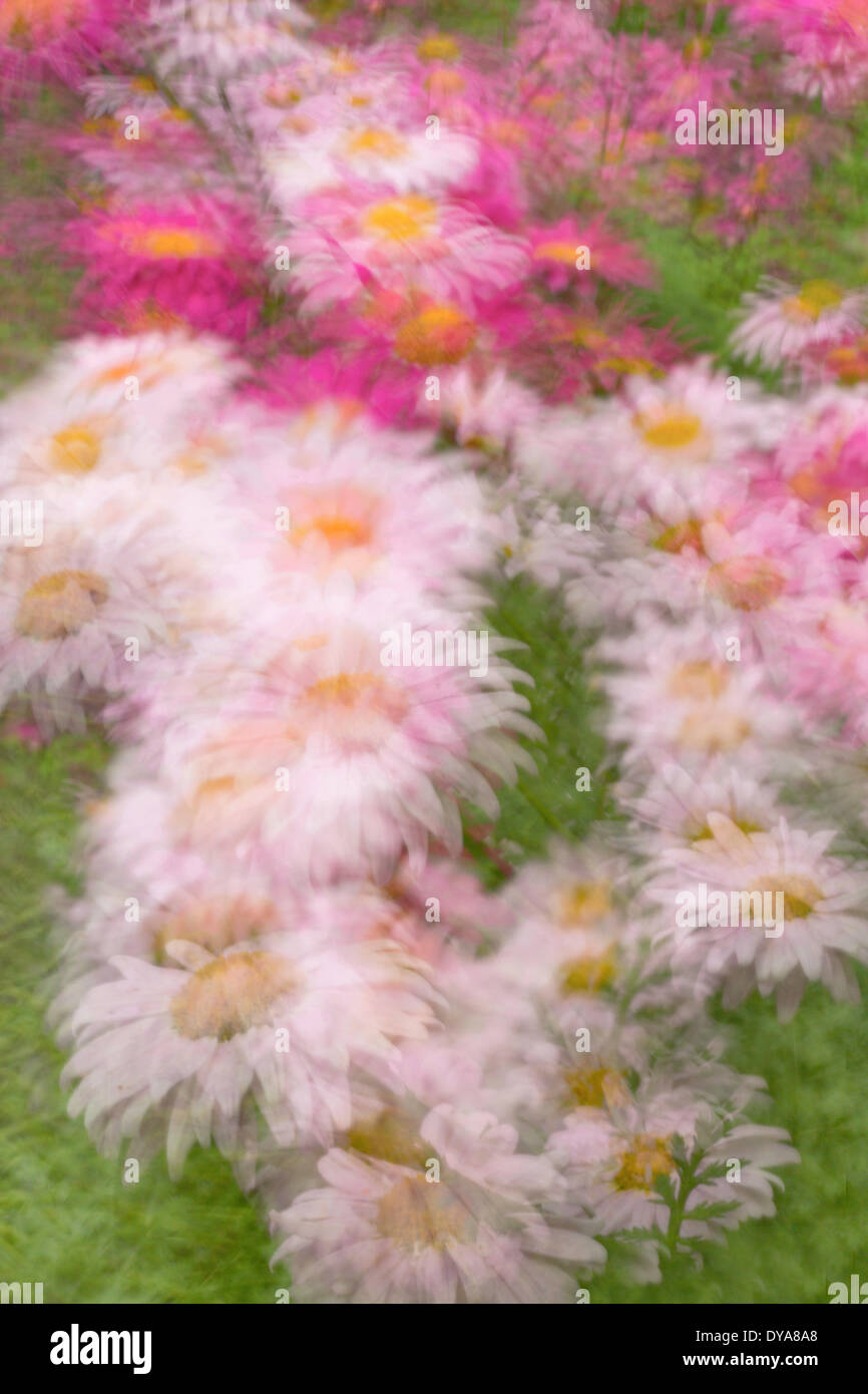 Blur, créatif, fleur, fleurs, fleur, fleurs, impressionniste, Oregon, USA, ou, d'Amérique, United States, Banque D'Images