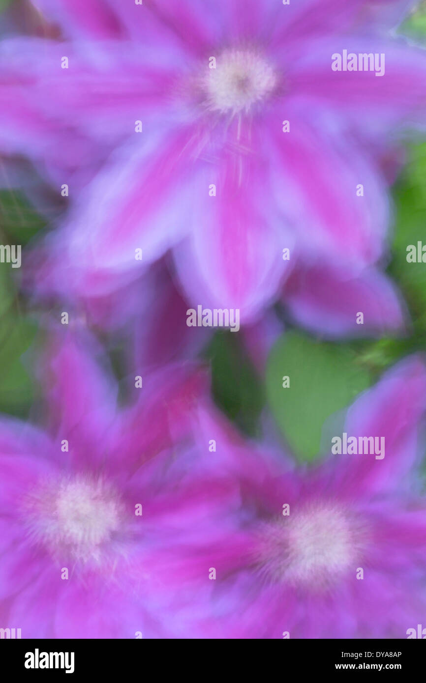 Blur, créatif, fleur, fleurs, fleur, fleurs, clématites, impressionniste, Oregon, USA, ou, d'Amérique, United States, Banque D'Images