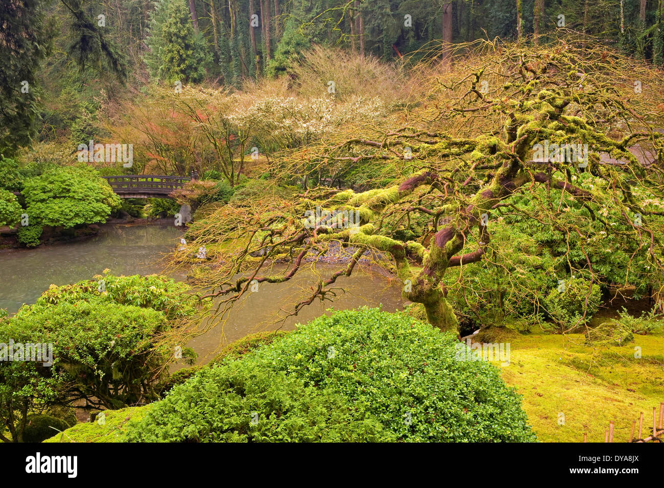 Jardin d'hiver jardin japonais de l'eau étang étang moss promenade promenade jardin Étang Acer palmatum Oregon OU USA America United Banque D'Images