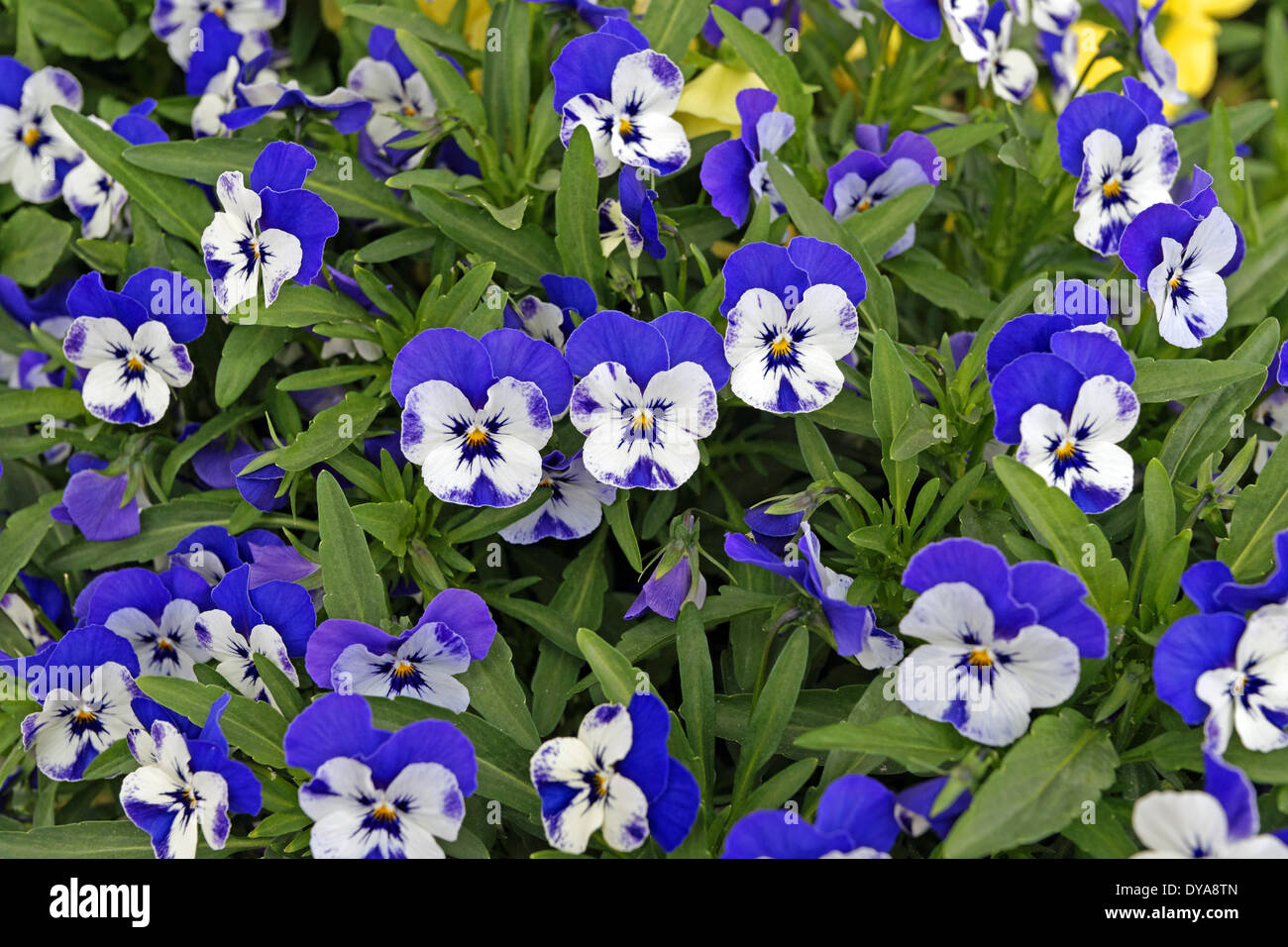 Leurope Italie Pansy Pensées Fleurs Motifs Végétaux