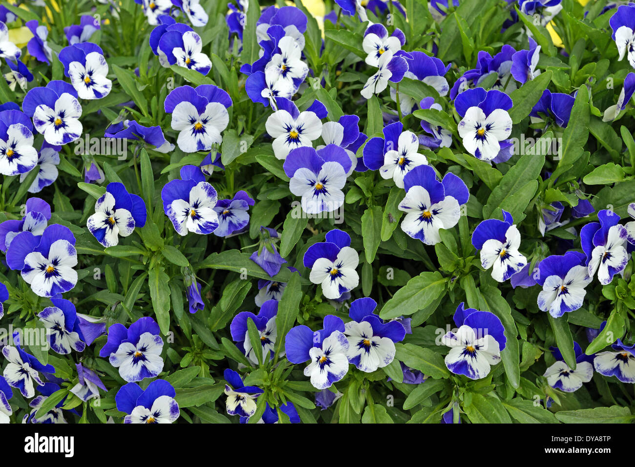 Leurope Italie Pansy Pensées Fleurs Motifs Végétaux