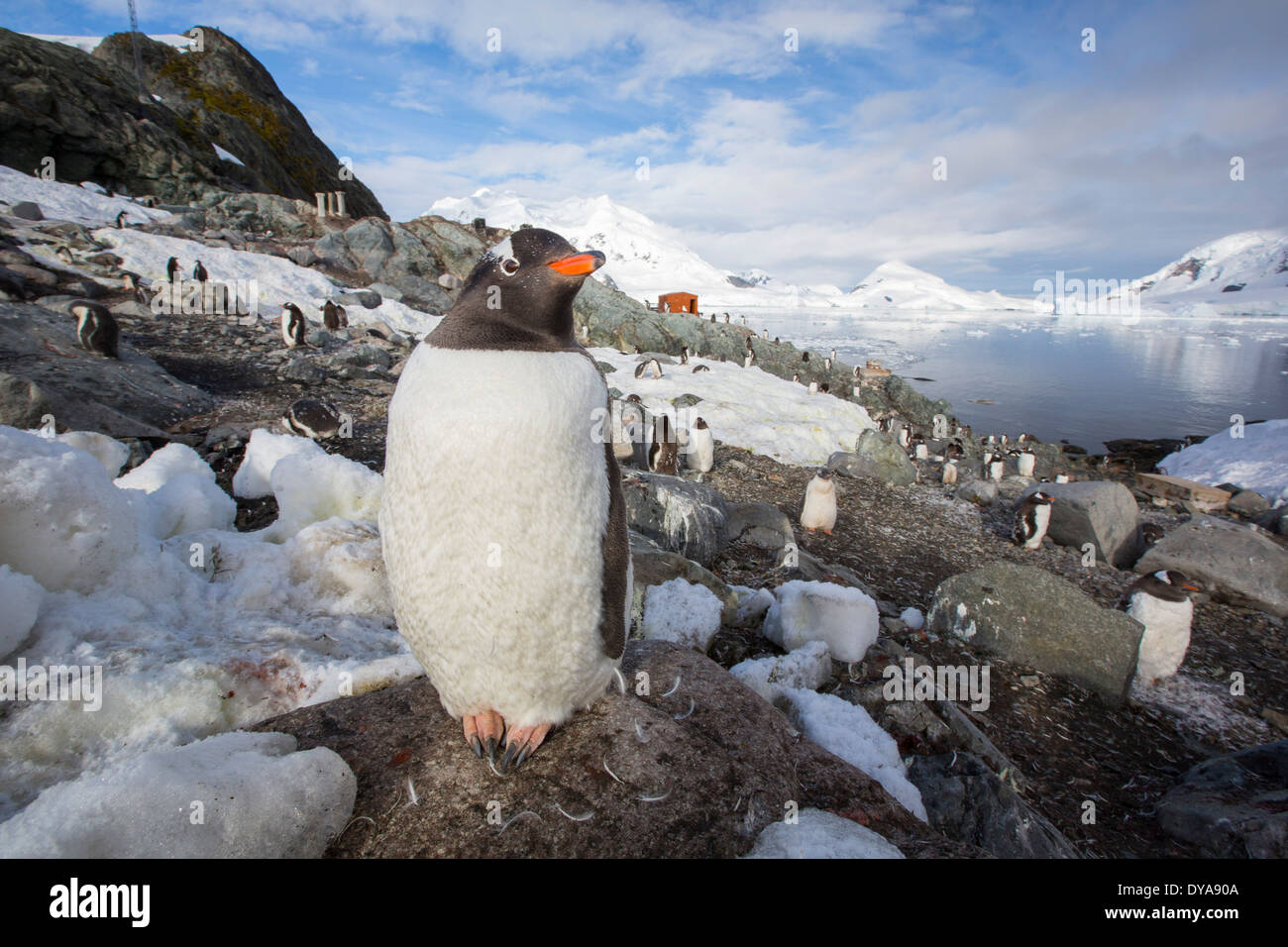 Manchots parmi les paysages côtiers spectaculaires dans la région de Paradise Bay au large de la Terre de Graham sur la péninsule antarctique Banque D'Images