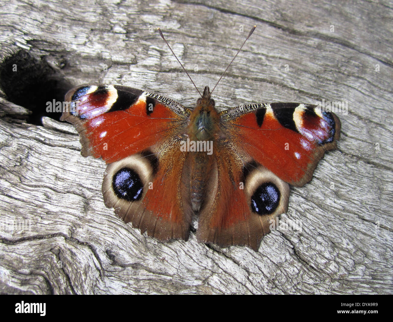 Papillon Paon européen - connu sous le nom de Inachis io Banque D'Images