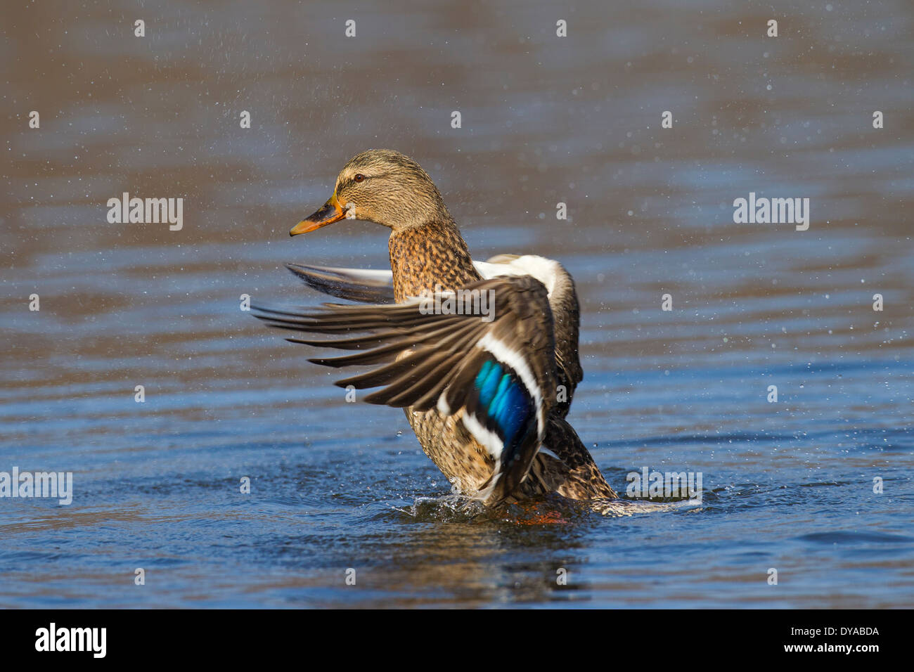Canard sauvage / mallard (Anas platyrhynchos) femmes dans le lac les ailes battantes en plumage nuptial au printemps Banque D'Images
