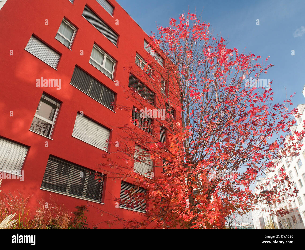 Zurich Oerlikon Suisse Europe Glattpark fenêtre d'érable rouge automne appartements règlement living house louer des blocs-cylindres, Banque D'Images