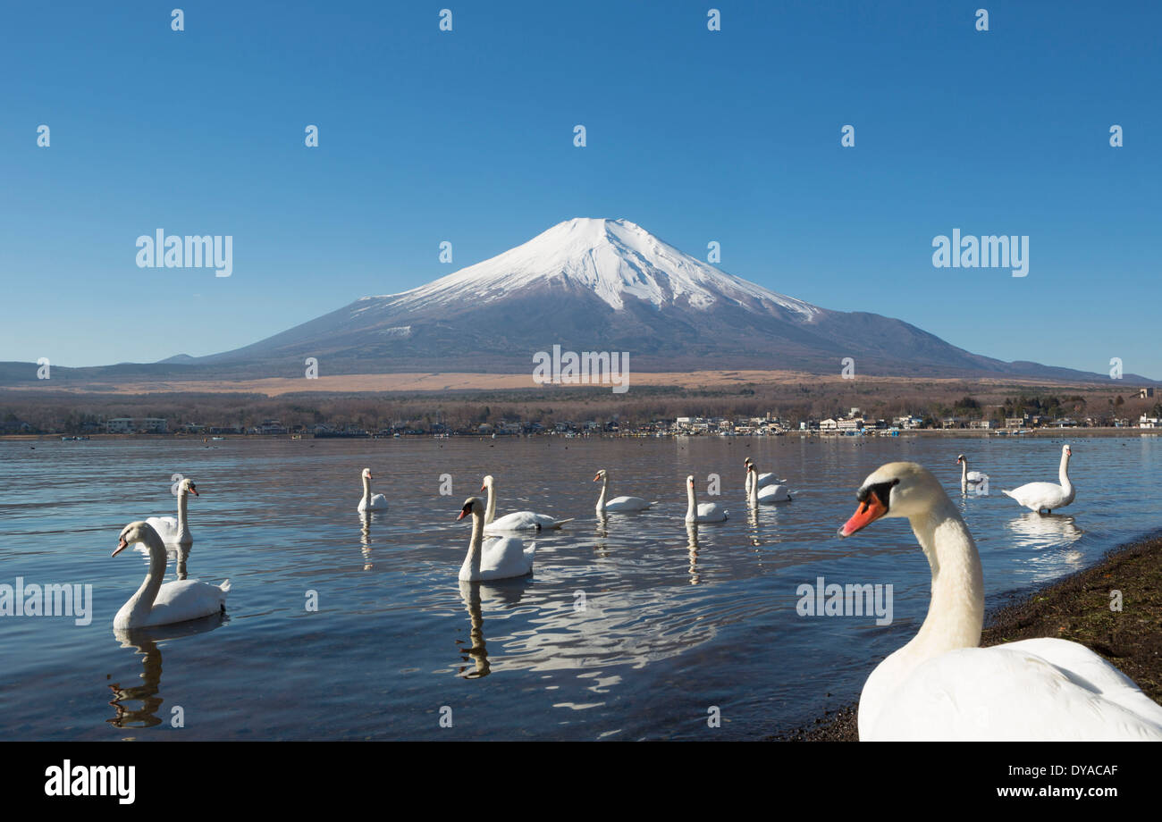 Le Japon, l'Asie, le lac Yamanaka, cygnes, oiseaux, Yamanaka, claire, Fuji, lac, mont, réflexion, neige, touristique, voyage Banque D'Images