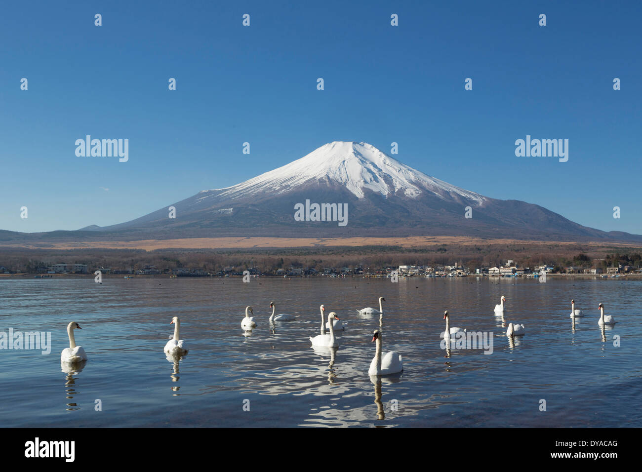 Le Japon, l'Asie, le lac Yamanaka, cygnes, oiseaux, Yamanaka, claire, Fuji, lac, mont, réflexion, neige, touristique, voyage Banque D'Images