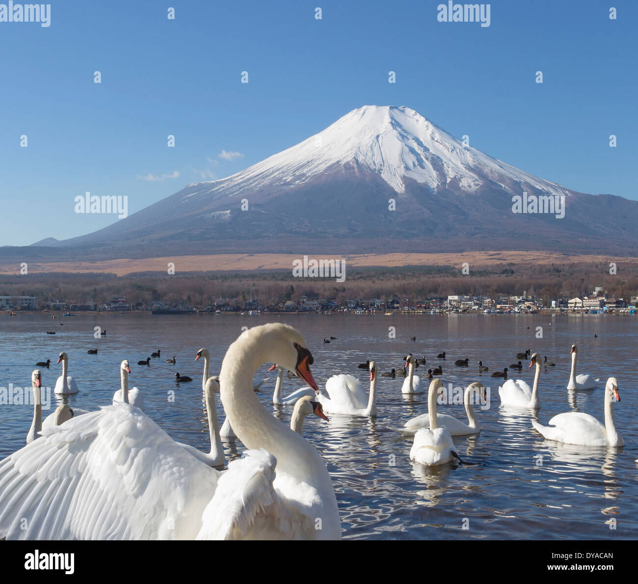 Le Japon, l'Asie, le lac Yamanaka, cygnes, oiseaux, Yamanaka, claire, Fuji, lac, mont, réflexion, neige, touristique, voyage Banque D'Images
