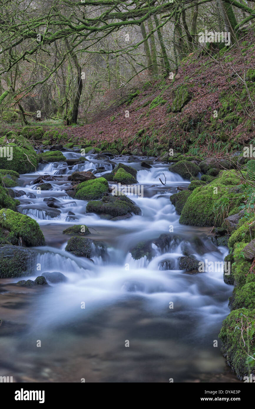 Vallée latérale de la rivière Barle Tarr ci-dessus, l'enflure des étapes après de fortes pluies Banque D'Images