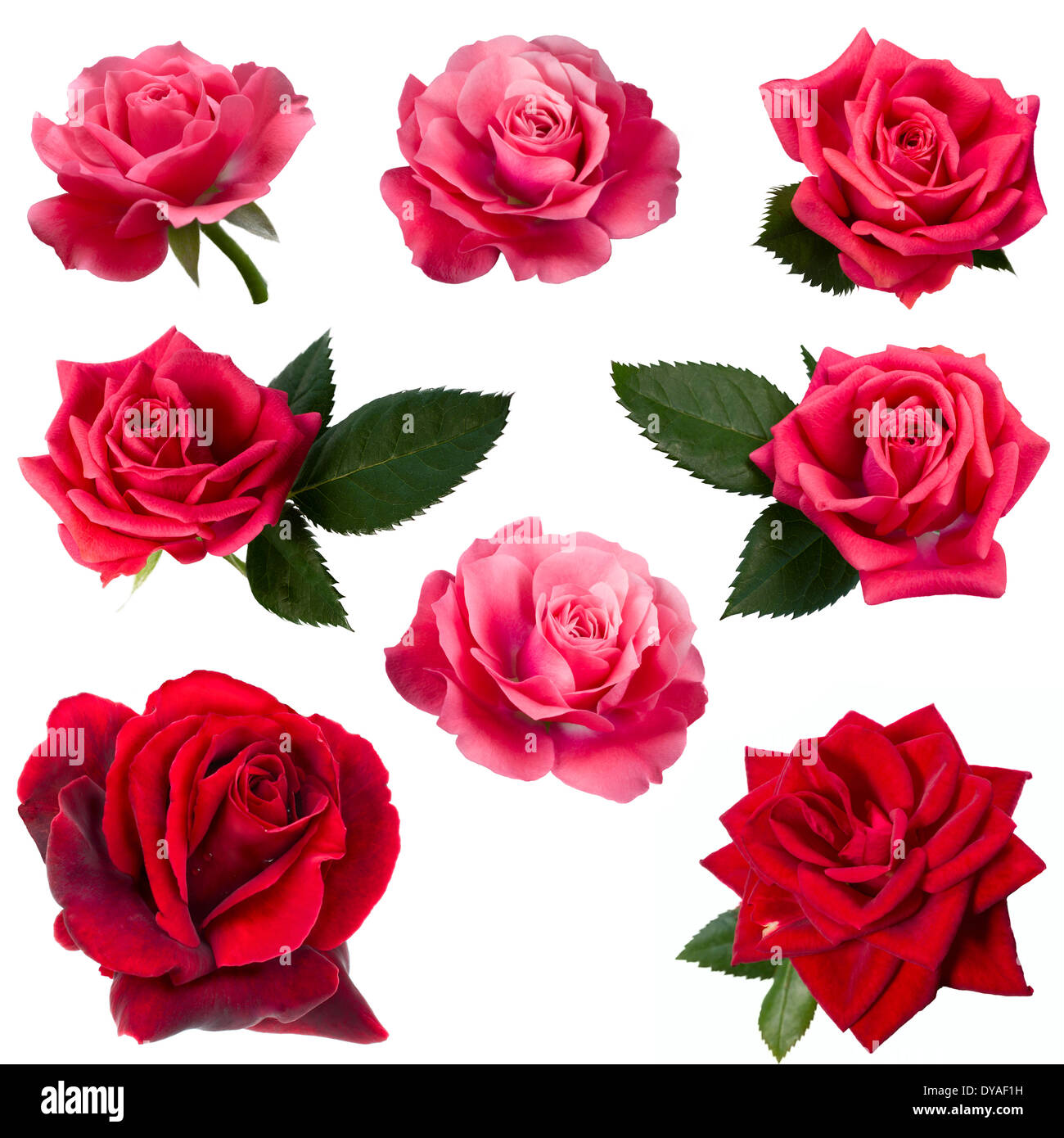 Collage de 8 roses rouges Photo Stock - Alamy