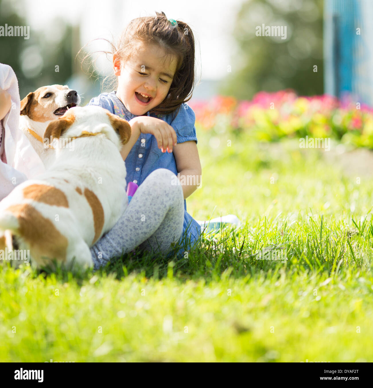 Petite fille jouant avec des chiens Banque D'Images