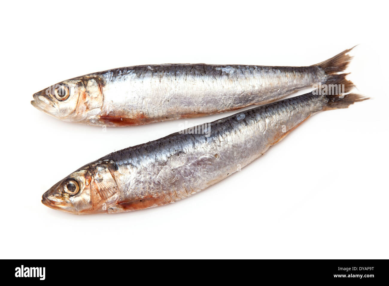 Cornish sardines isolated on a white background studio. Banque D'Images