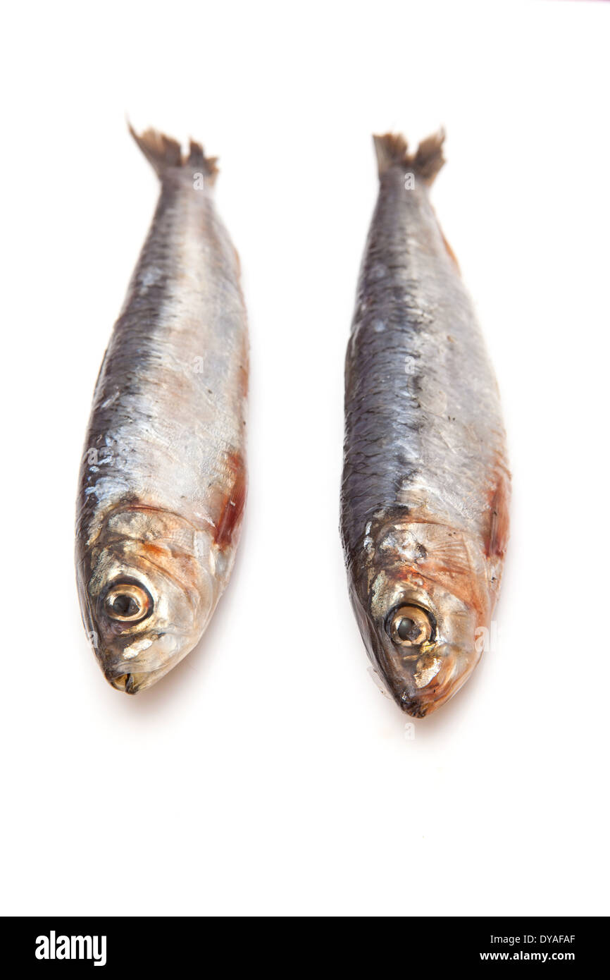 Cornish sardines isolated on a white background studio. Banque D'Images