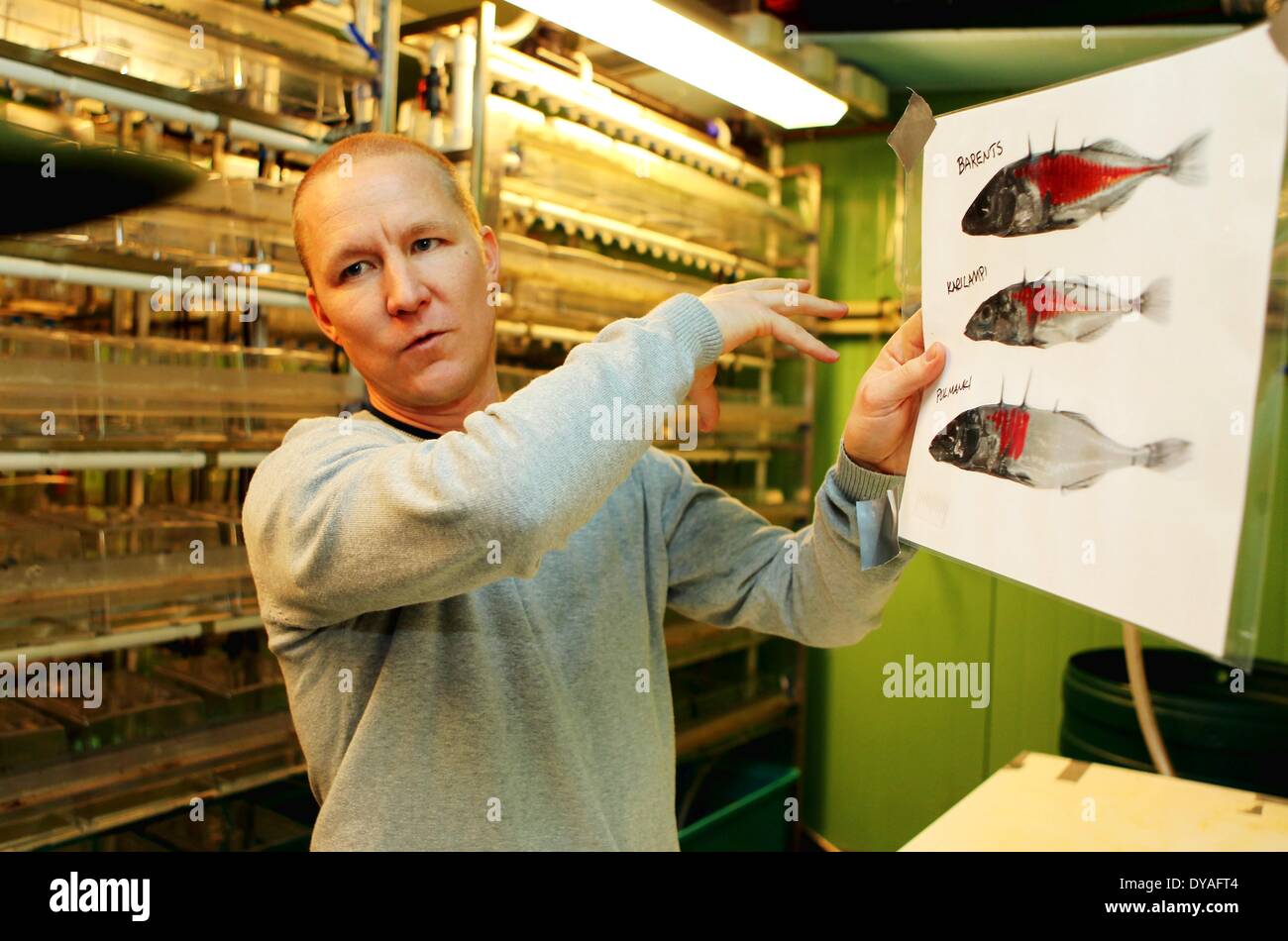 (140411) -- HELSINKI, 11 avril 2014 (Xinhua) -- Le Dr Tuomas Leinonen explique les différences observées sur l'échantillon d'épinoches à trois épines dans l'aquarium laboratoire de l'Université de Helsinki, Finlande, le 10 avril 2014. Il est généralement estimé qu'il doit être la variation génétique pour l'évolution de se produire. Une recherche financée par l'Académie de Finlande essaie de savoir s'il existe des alternatives pour aller autour de la 'contraintes génétiques'. En Laponie finlandaise, il y a des populations de trois épines les épinoches (Gasterosteus aculeatus) qui manquent de variation génétique pour répondre à la sélection naturelle pour red Banque D'Images