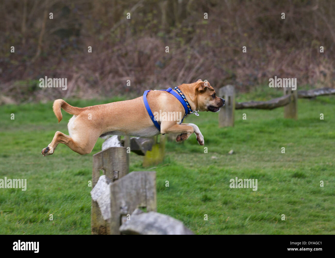 Puggle chien sautant une clôture Banque D'Images