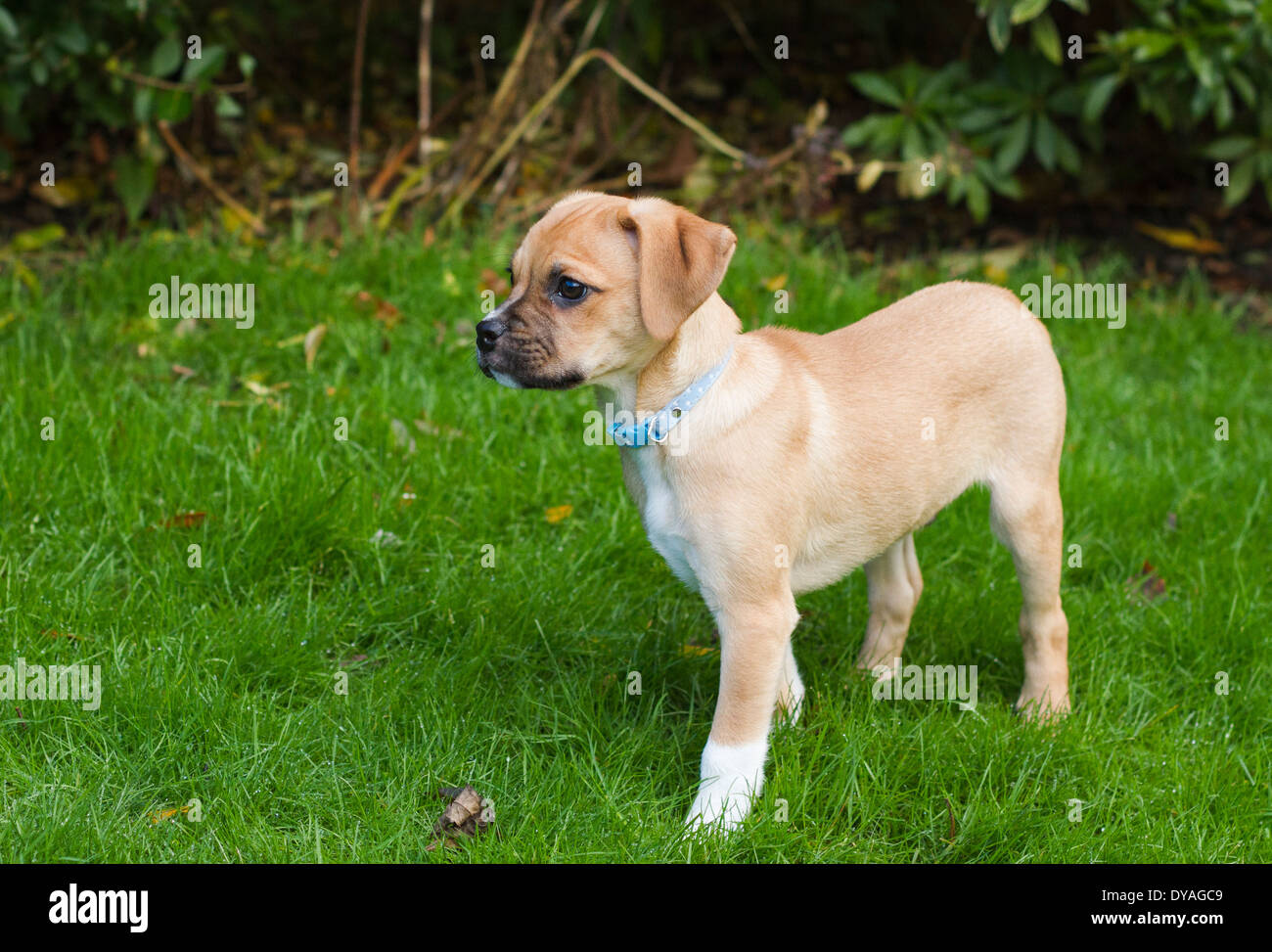 Puggle chien dans la région de jardin de banlieue Banque D'Images