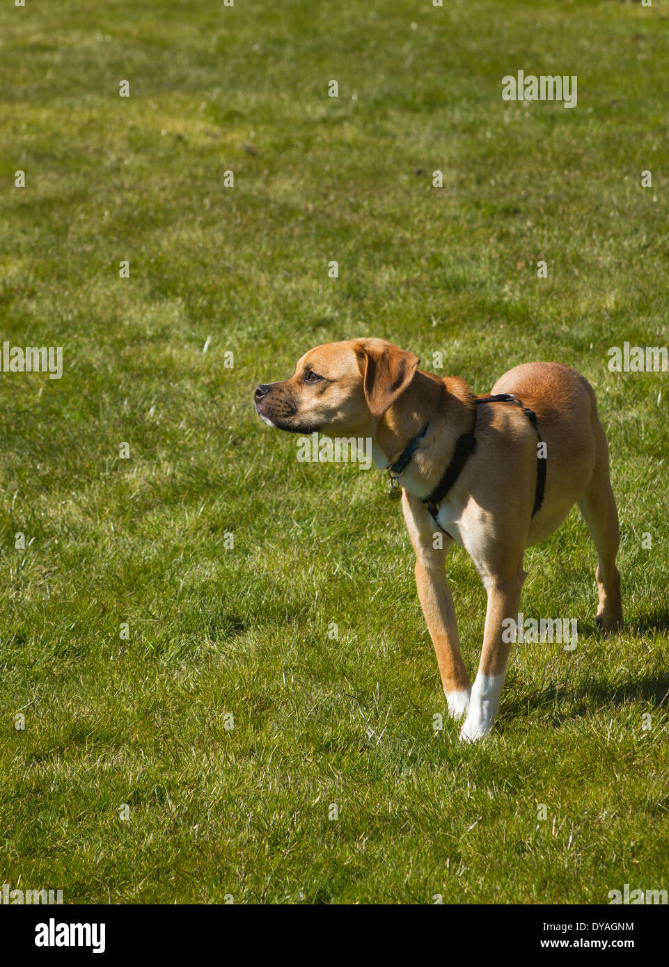 Puggle chien dans la région de jardin de banlieue Banque D'Images