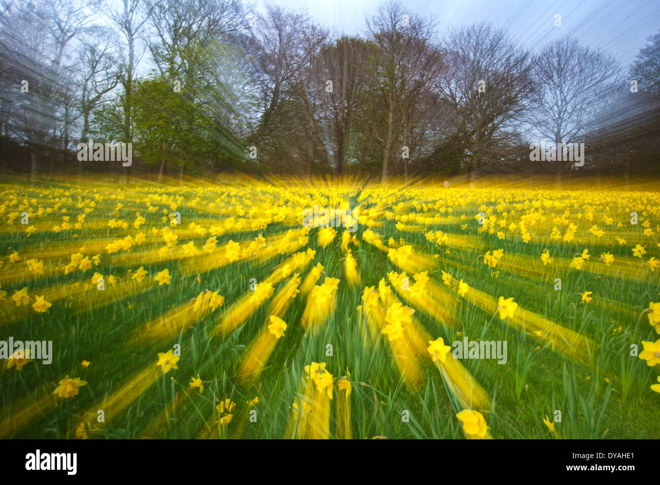 Les jonquilles dans un champ sur une journée ensoleillée, une longue exposition zoom de l'appareil photo Banque D'Images