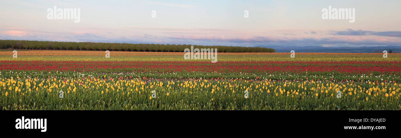 Domaine de tulipes de couleur mixte avec des arbres Paysage à Tulip Farm in Woodburn Oregon Panorama Banque D'Images