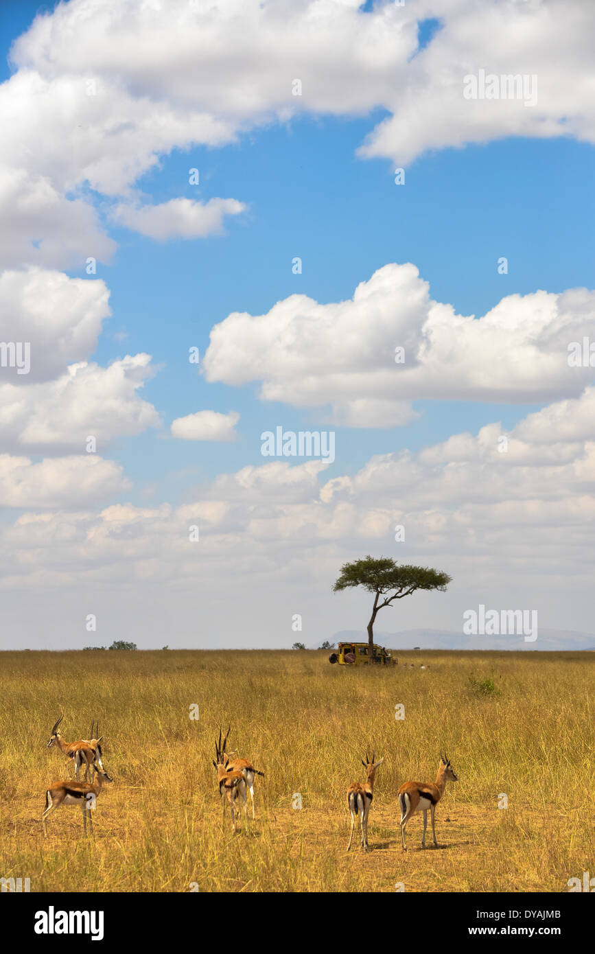 Un 4x4 voiture sous un acacia dans la savane du Masai Mara, Kenya, Afrique Banque D'Images