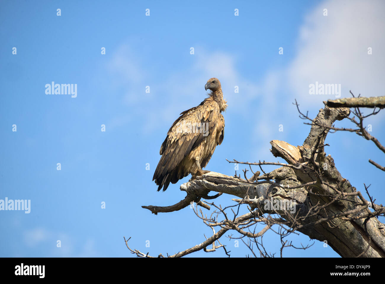 Vulture dans un arbre dans le Masai Mara, Kenya Banque D'Images