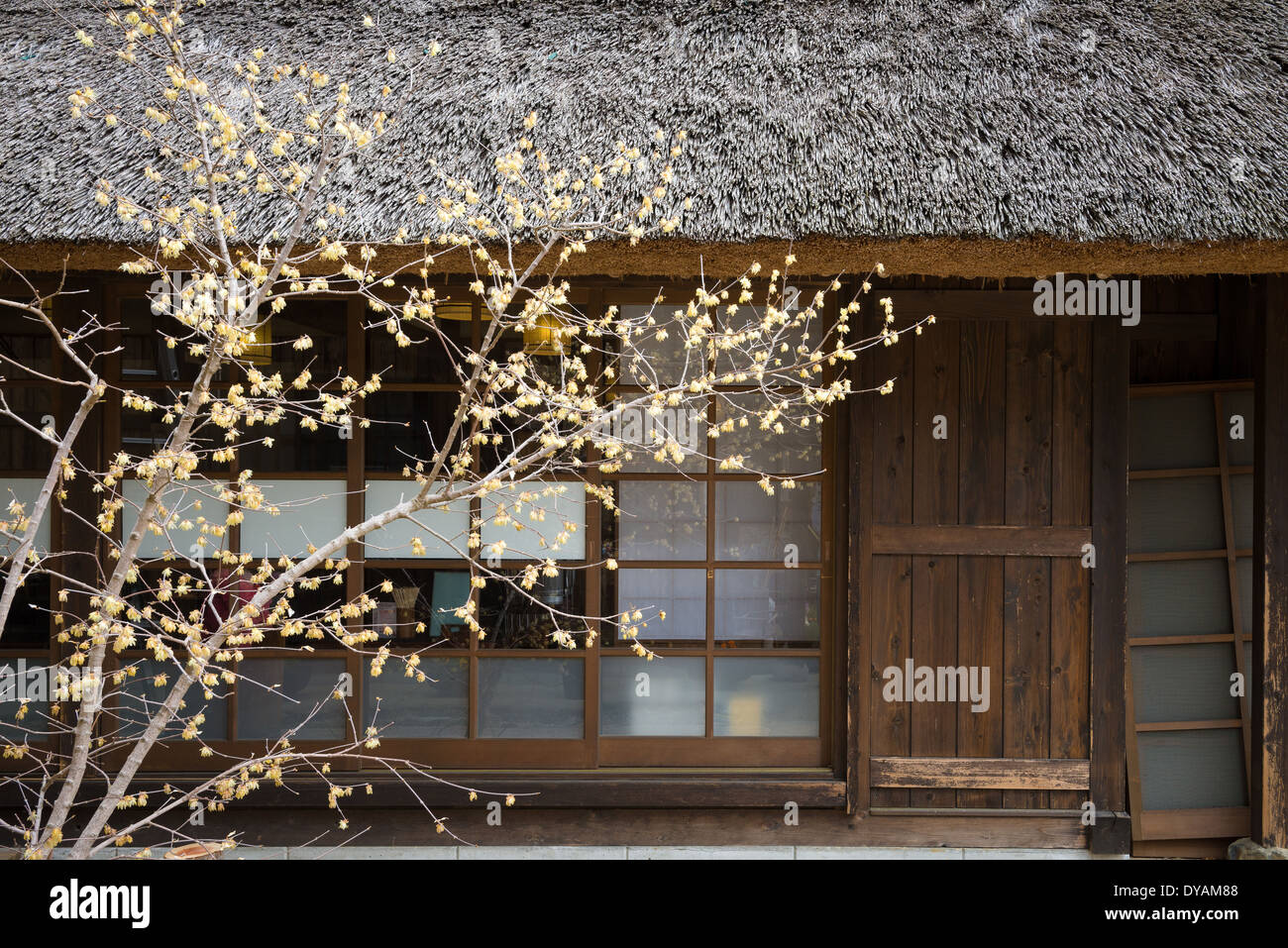 Maison traditionnelle japonaise dans la campagne japonaise avec arbre en face Banque D'Images