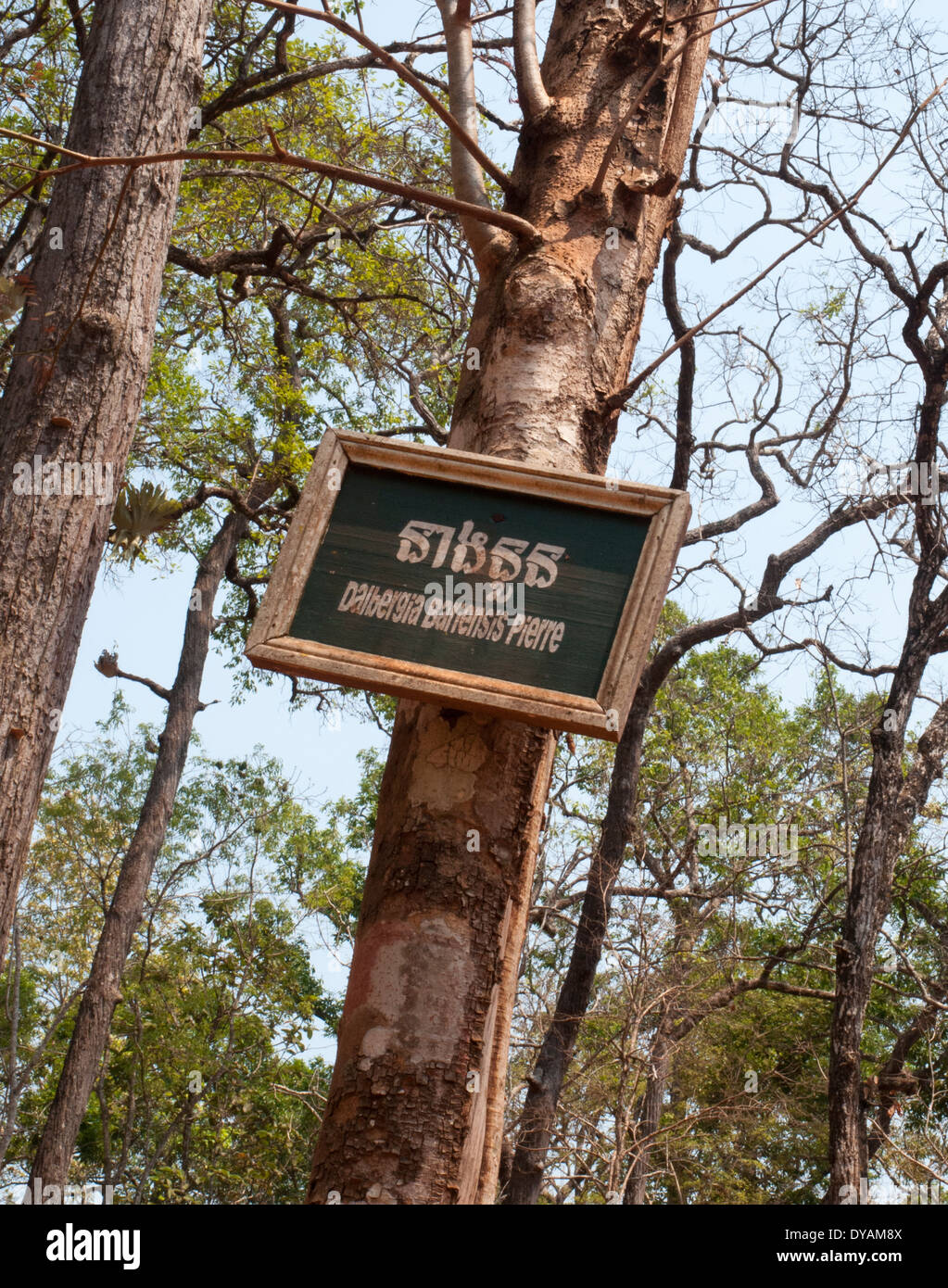 Arbre généalogique de Rose birman en voie de disparition (Dalbergia bariensis) à la province de Mondulkiri à Bousra Falls, au Cambodge Banque D'Images