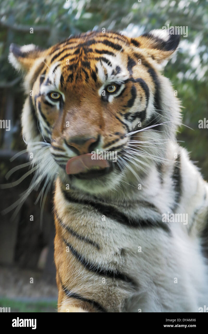 Boîtier en verre derrière Tiger juste loin de la CMS Banque D'Images