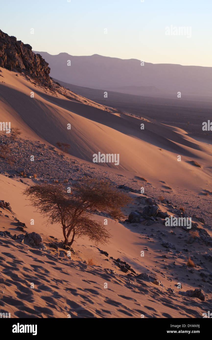 Un seul arbre nain s'élève au-dessus d'une pente d'une dune de sable au cours d'un lever du soleil, couler les plis du sable dans et hors de l'ombre Banque D'Images