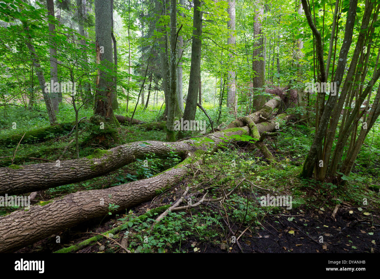 De vieux arbres de la forêt de Bialowieza en été et couché broken frênes Banque D'Images