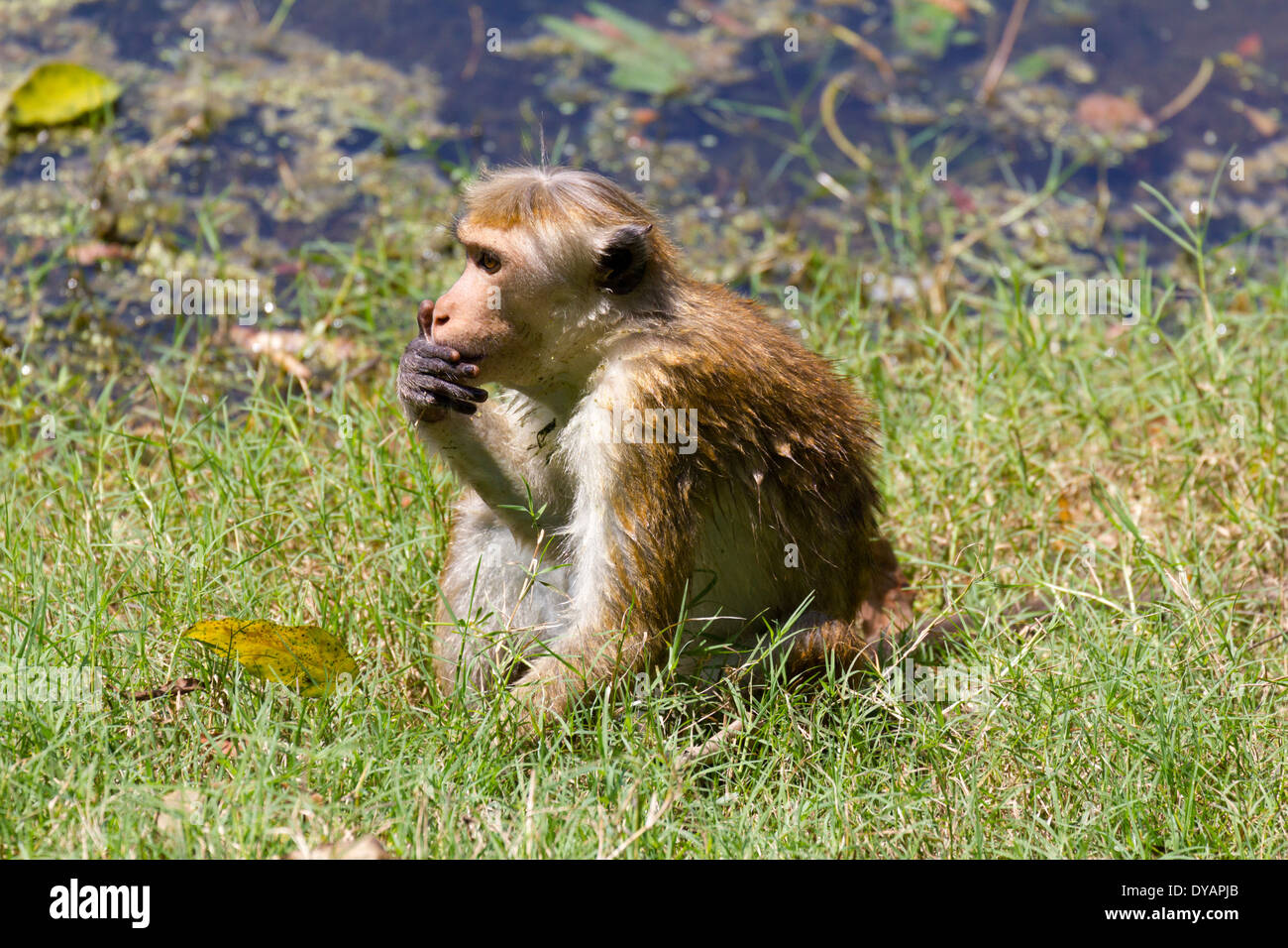 Toque Macaque monkey dans Anuradhapura, Sri Lanka Banque D'Images