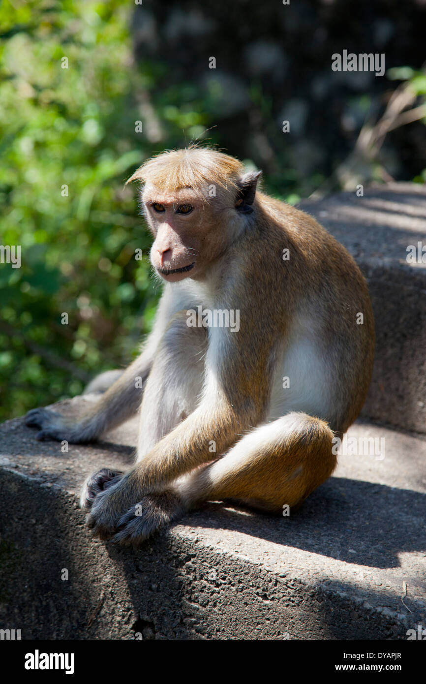 Toque Macaque monkey à Dambulla, Sri Lanka 6 Banque D'Images