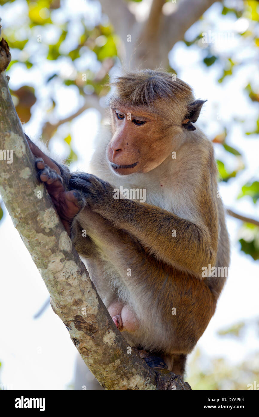 Toque Macaque monkey à Dambulla, Sri Lanka 4 Banque D'Images