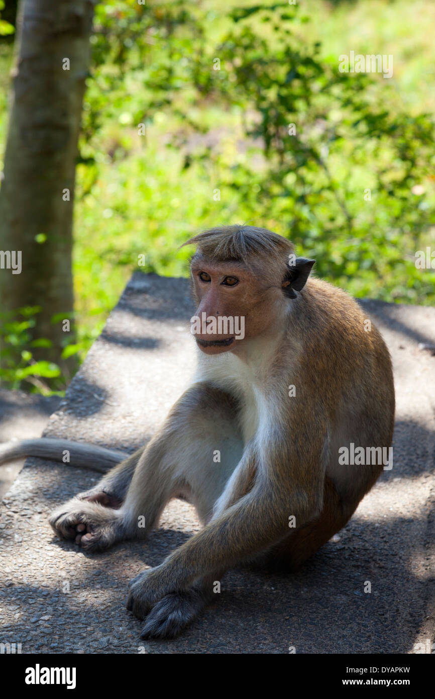 Toque Macaque monkey à Dambulla, Sri Lanka Banque D'Images