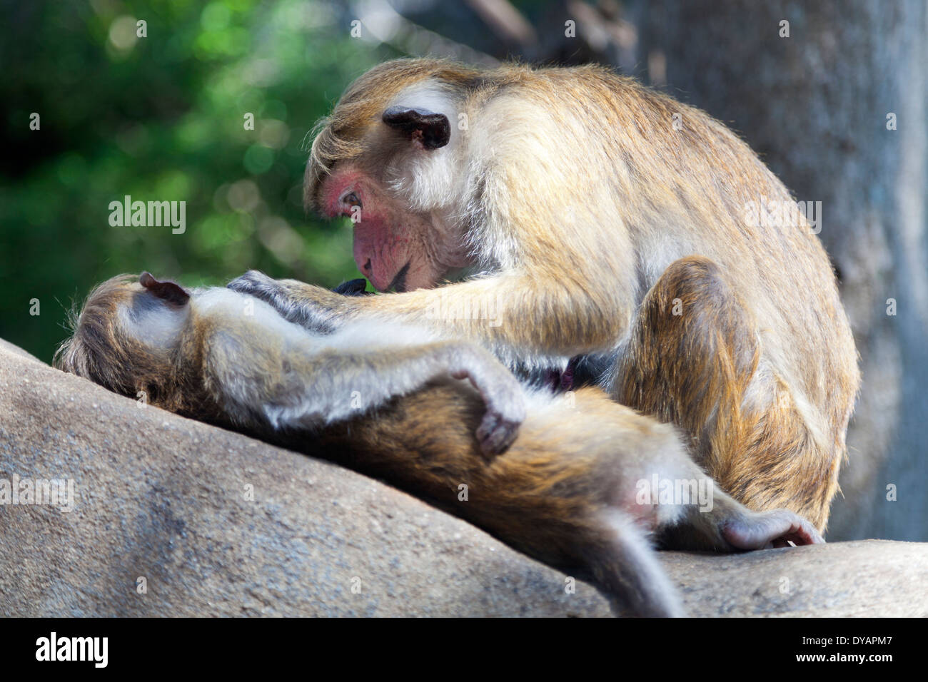 Toque Macaque le toilettage à Dambulla, Sri Lanka 2 Banque D'Images