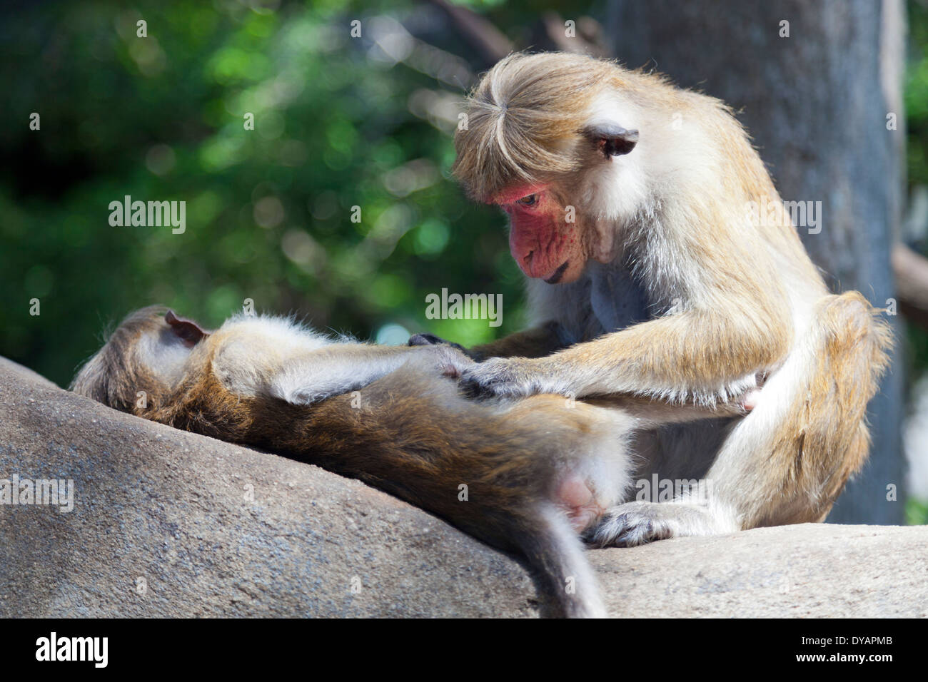 Toque Macaque le toilettage à Dambulla, Sri Lanka 3 Banque D'Images