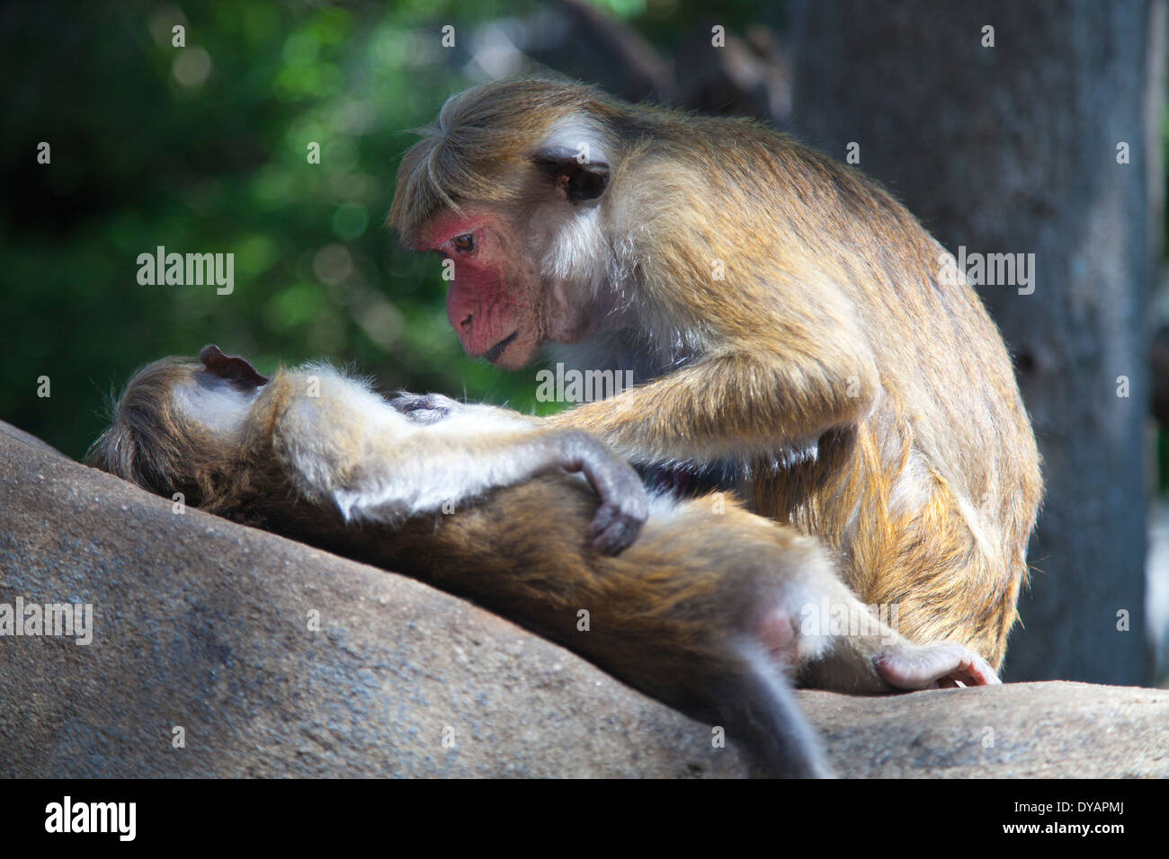 Toque Macaque le toilettage à Dambulla, Sri Lanka 4 Banque D'Images