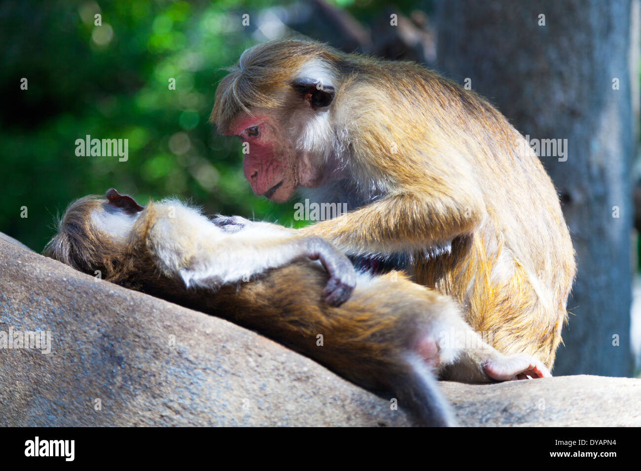 Toque Macaque le toilettage à Dambulla, Sri Lanka 6 Banque D'Images