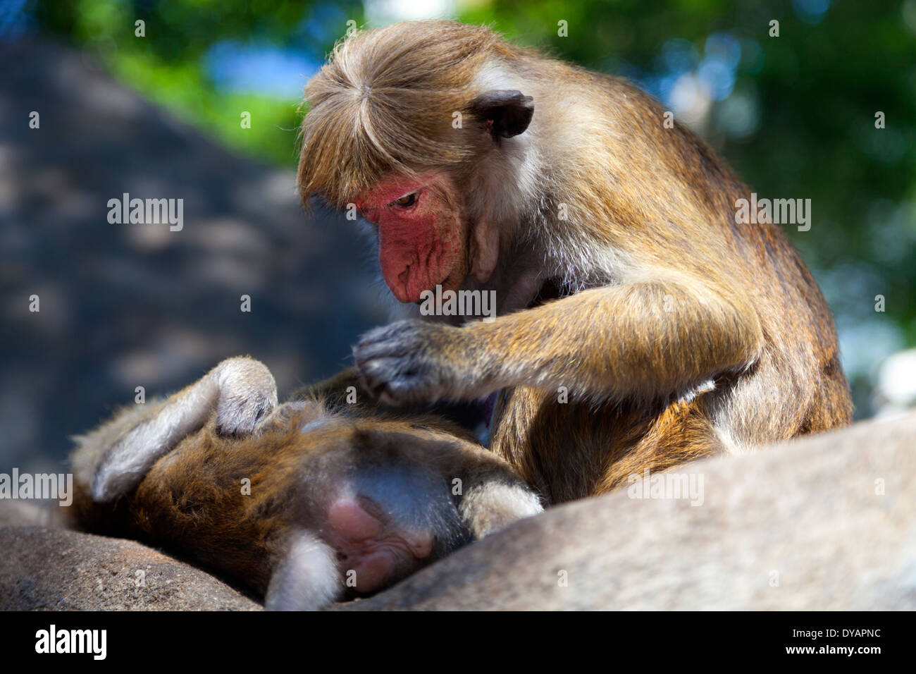 Toque Macaque le toilettage à Dambulla, Sri Lanka Banque D'Images