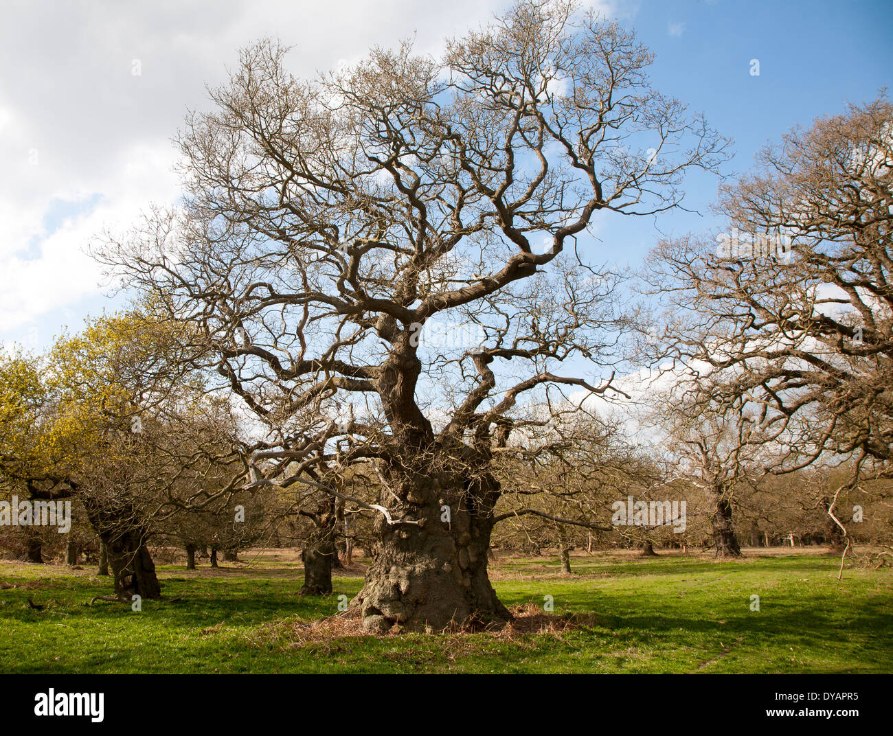 Vieux chênes dans la ville historique de Deer Park, Staverton, Suffolk, Angleterre Banque D'Images