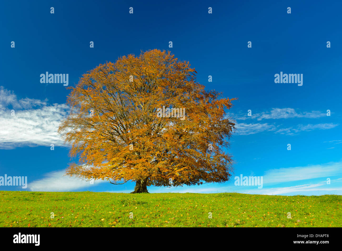 Seul gros hêtre à l'automne en Bavière Banque D'Images